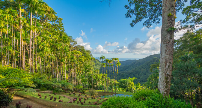 Jardins de la Balata &agrave; Fort-De-France, Martinique. Jardins exotique des Antilles Fran&ccedil;aises.	