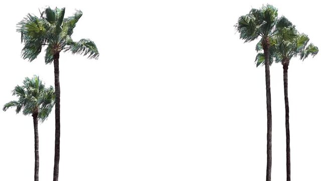 Palm trees in the wind, cropped on white background and bluescreen chroma key, 4K