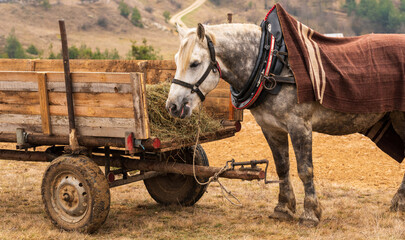 A dappled white horse covered in a blanket with a wagon of hay