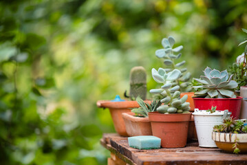 Plants in pots in garden