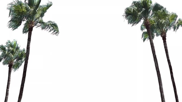 Palm trees in the wind, cropped on white background and bluescreen chroma key, 4K