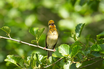 Common Rosefinch, one of the most beautiful birds of Turkey and the city of Bolu. Male Albino