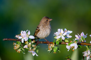 Common Rosefinch, one of the most beautiful birds of Turkey and the city of Bolu.  female
