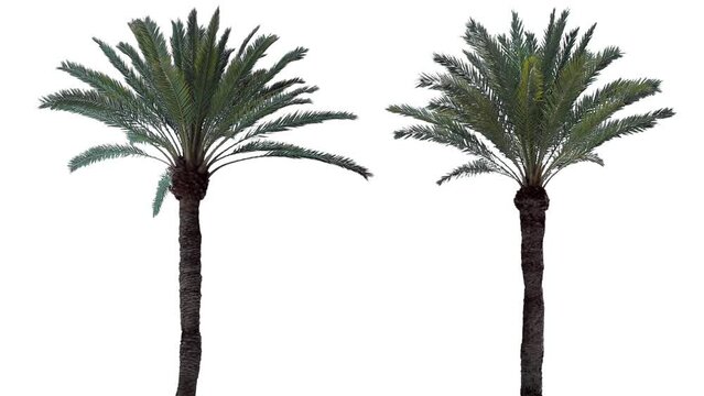 Palm trees in the wind, cropped on white background and bluescreen chroma key, 4K