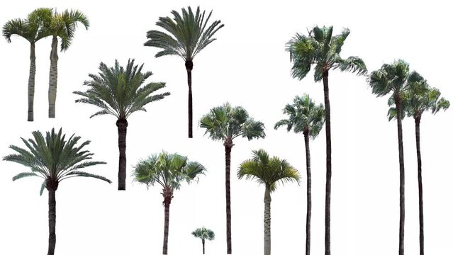 Palm trees in the wind, cropped on white background and bluescreen chroma key, 4K