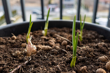 garlic seedling growing from soil