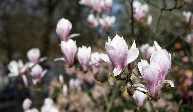 macro of blooming magnolia flower in spring. nature beauty
