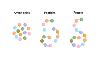 Protein, small peptide chains and single amino acids, to be absorbed into the blood stream. Vector design illustration. 