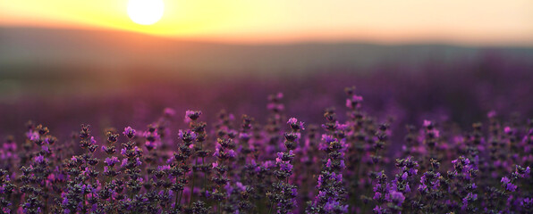 Lavender field at sunset baner. Blooming purple fragrant lavender flowers against the backdrop of a...