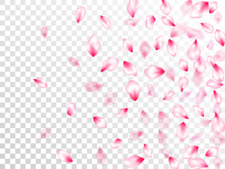 Japanese cherry blossom pink flying petals