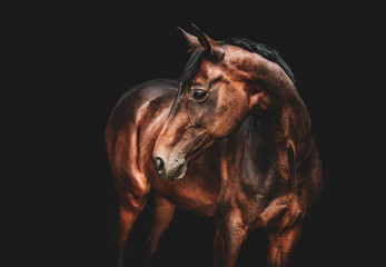 Portret konia - obrazy, fototapety, plakaty