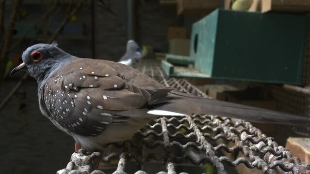 Diamond Dove, Geopelia cuneata, bird on a large cage