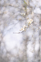 Abstract spring defocused blurred background of blossoming tree. 