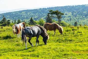 Wild ponies in Grayson Highlands State Park in southern Virginia.