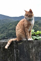 Ginger cat turn head on the right sitting on the old wall background green mountain range at Huthong cat village Taiwan