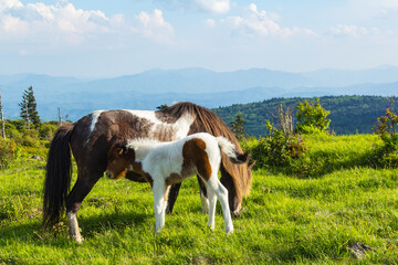 Wild ponies in Grayson Highlands State Park in southern Virginia.