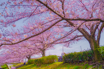 江川せせらぎ緑道