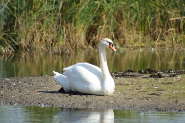 Closeup of swan that sits on the ground in the middle of the lake
