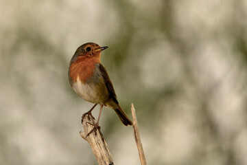 Petirrojo posado en una rama (Erithacus rubecula)