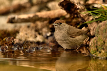 curruca capirotada hembra en el suelo del bosque mediterráneo (Sylvia atricapilla) Ojén Andalucía España		