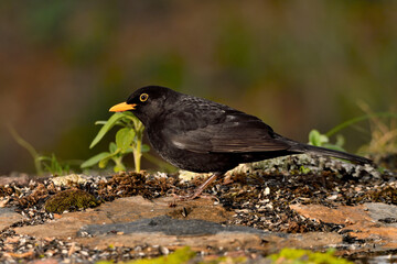 mirlo (Turdus merula) el el suelo del parque	
