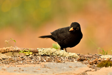 mirlo (Turdus merula) el el suelo del parque	