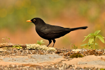 mirlo (Turdus merula) el el suelo del parque	