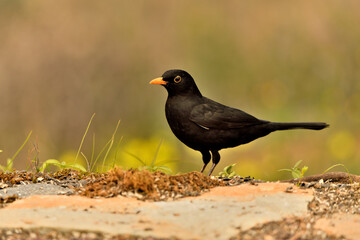 mirlo (Turdus merula) el el suelo del parque	