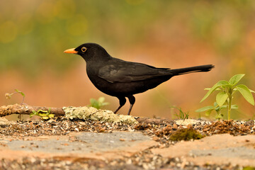 Obraz premium mirlo (Turdus merula) el el suelo del parque 