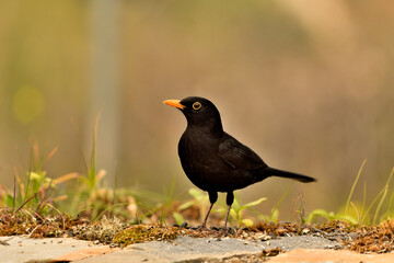 Fototapeta premium mirlo (Turdus merula) el el suelo del parque 