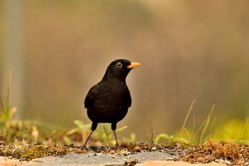 mirlo (Turdus merula) el el suelo del parque	
