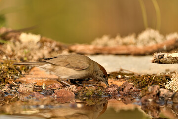 curruca capirotada macho bañándose en el estanque del bosque mediterráneo (Sylvia atricapilla) Guaro Málaga  Andalucía España	