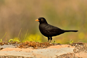 mirlo (Turdus merula) el el suelo del parque	