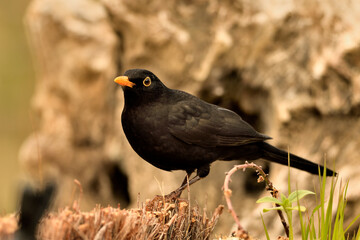 mirlo (Turdus merula) el el suelo del parque	