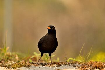 mirlo (Turdus merula) el el suelo del parque	