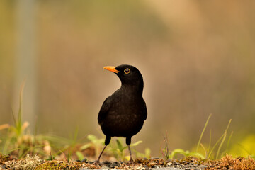 mirlo (Turdus merula) el el suelo del parque	