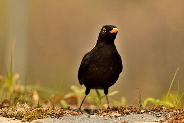 mirlo (Turdus merula) el el suelo del parque	