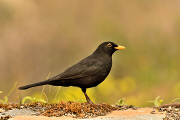 mirlo (Turdus merula) el el suelo del parque	