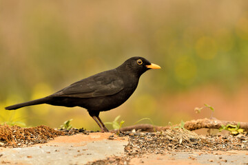 mirlo (Turdus merula) el el suelo del parque	