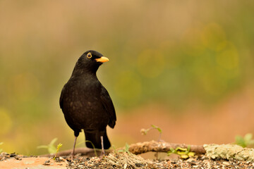 mirlo (Turdus merula) el el suelo del parque	