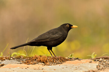 mirlo (Turdus merula) el el suelo del parque	