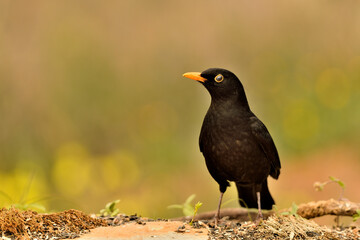 mirlo (Turdus merula) el el suelo del parque	