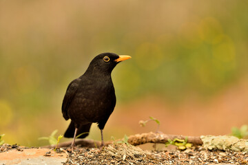 mirlo (Turdus merula) el el suelo del parque	