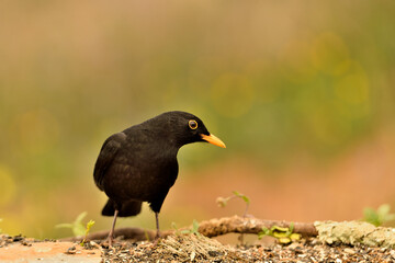 mirlo (Turdus merula) el el suelo del parque	