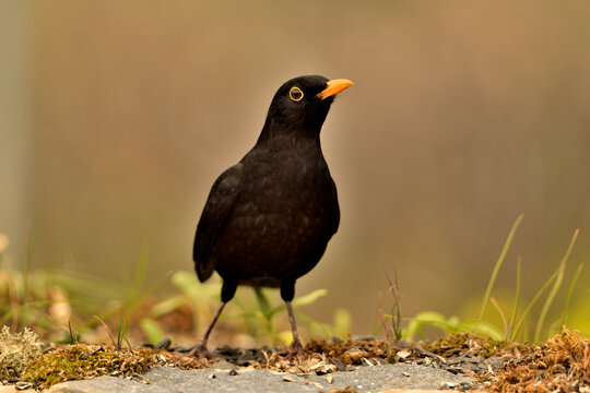 mirlo (Turdus merula) el el suelo del parque	