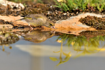 verderón europeo o verderón común (Chloris chloris)​