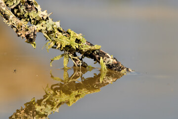 rama dentro del estanque con líquenes y musgo
