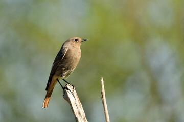 colirrojo tizón posado en una rama del bosque mediterráneo (Phoenicurus ochruros) Guaro Málaga Andalucía España	