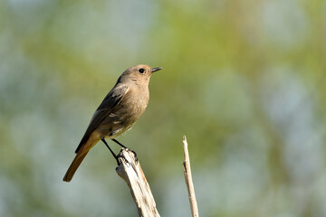colirrojo tizón posado en una rama del bosque mediterráneo (Phoenicurus ochruros) Guaro Málaga Andalucía España	