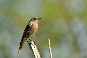 colirrojo tizón posado en una rama del bosque mediterráneo (Phoenicurus ochruros) Guaro Málaga Andalucía España	